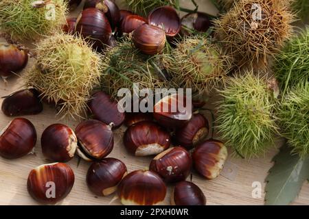 Sweet Chestnuts (Castanca Sativa) Stock Photo