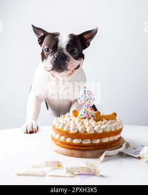 An adorable Boston Terrier sits surrounded by a festive birthday cake ready to celebrate a special occasion Stock Photo Alamy