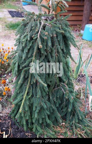 decorative weeping fir tree in the garden close-up. Stock Photo