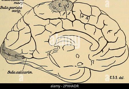 'A text-book of physiology : for medical students and physicians' (1916) Stock Photo