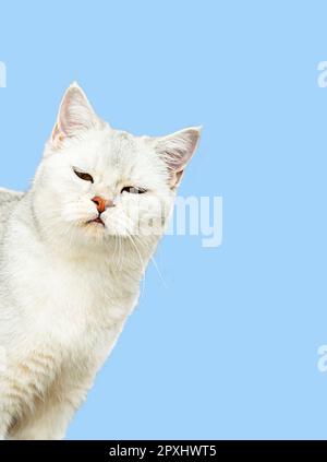 Angry British silver chinchilla cat peeks out of the frame. Isolated on a blue background, space for text. Stock Photo