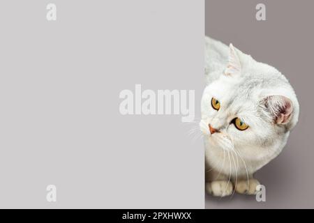 British silver chinchilla cat peeks out from behind a banner. Isolated on gray. Stock Photo