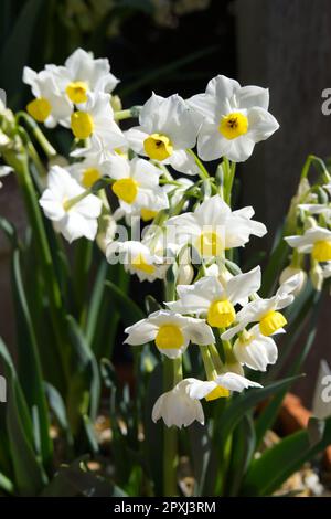 White and pale yellow spring flowers of Tazetta Daffodil Narcissus 'Grande Monarque' in UK garden, April Stock Photo