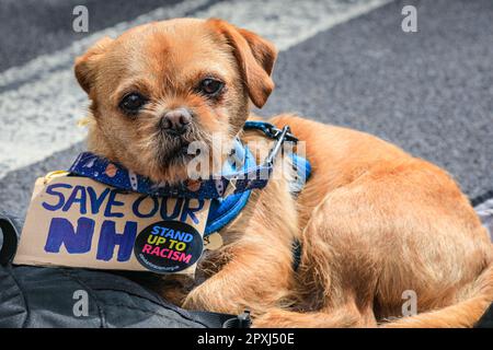 London, UK. 02nd May, 2023. Harry the dog wears a placard to support NHS nurses, some of whom have joined in the rally. Members of the NEU National Education Union and their supporters rally just outside Downing Street in Whitehall. Credit: Imageplotter/Alamy Live News Stock Photo