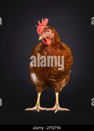 Brown hen aka female chicken, standing facing front. Looking side ways and down. Isolated on a black background. Stock Photo