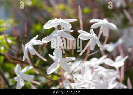 Fragrant white flowers of Jasminum polyanthum, Chinese scented jasmine, in UK glasshouse April Stock Photo
