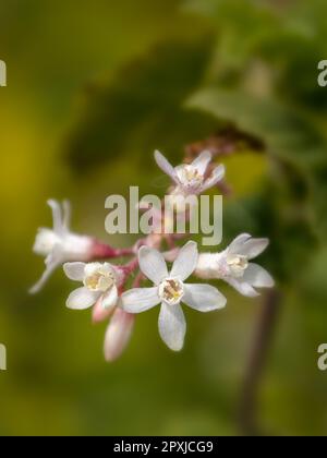 Closeup of flowers of Flowering Currant  (Ribes sanguineum 'White Icicle') in a garden in Spring Stock Photo