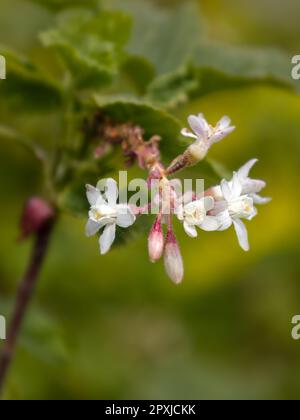 Closeup of flowers of Flowering Currant  (Ribes sanguineum 'White Icicle') in a garden in Spring Stock Photo