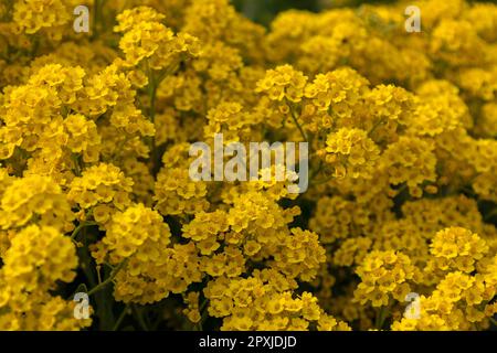 Closeup of flowers of Aurinia saxatilis 'Goldkugel' in a garden in Spring Stock Photo