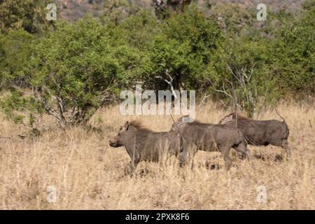 Warzenschwein / Warthog / Phacochoerus africanus Stock Photo