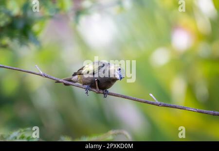 A curious Palm Tanager, thraupis palmarum, perched on a branch in soft morning light. Stock Photo