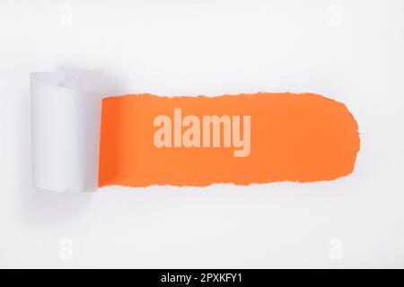 Torn white paper with curled edges. orange under white paper Stock Photo