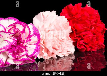 Three flowers heads of carnation (Dianthus) isolated on black background, mirror reflection Stock Photo