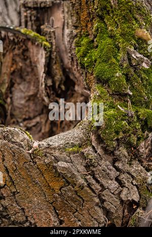 An old rotten stump covered with moss, in the forest, An old tree Stock Photo