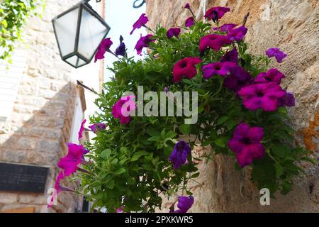 Petunias in the tray or in the pot, purple petunia Solanaceae. Beautiful flowers and lantern on a stone ancient wall in the old town of Budva Monteneg Stock Photo