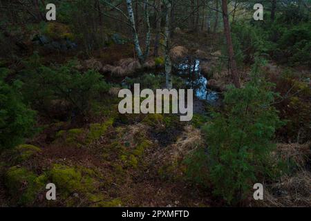 Forest in Sweden Stock Photo