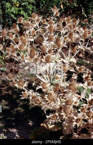 vertrockneter Elfenbein-Mannstreu (Eryngium giganteum) im Botanischen Garten, auch Riesen-Mannstreu und Elfenbeindistel, Nordrhein-Westfalen, Deutschl Stock Photo