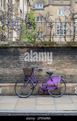 A purple bicycle parked against a wall outside Sidney Sussex College, Cambridge, Uk with purple wisteria in flower above. Stock Photo