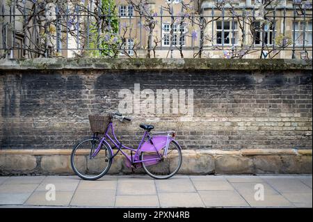 A purple bicycle parked against a wall outside Sidney Sussex College, Cambridge, Uk with purple wisteria in flower above. Stock Photo