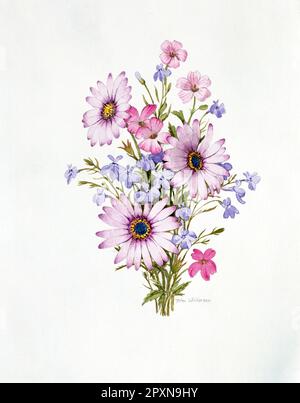 Artwork. Watercolour painting of pink African Daisies & delicate, blue flowers. Stock Photo
