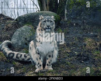 Snow leopard in the national park Stock Photo