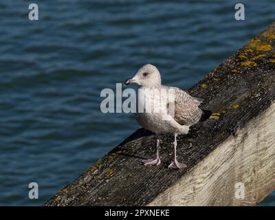 First Winter Herring Gull on jetty in Newhaven Harbour, Sussex, England. Stock Photo
