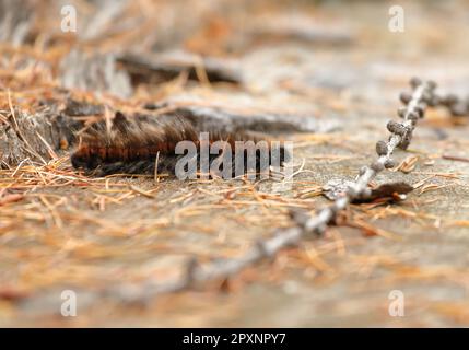 Closeup of an oak eggar moth larva, Lasiocampa quercus, with its characteristic hairy appearance near Davos, Switzerland Stock Photo