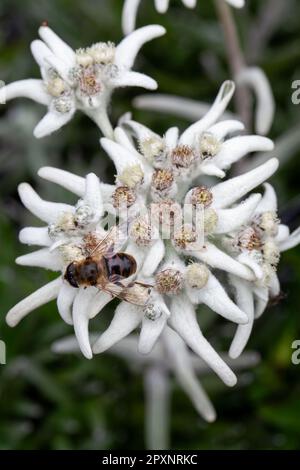 Edelweiss (Leontopodium nivale) mountain flower bloom with bee Stock Photo