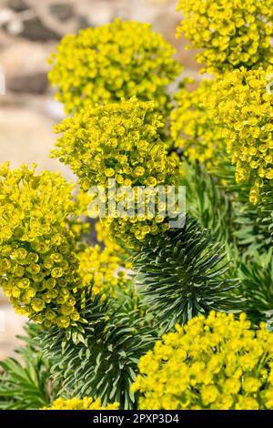 Euphorbia characias, the Mediterranean spurge or Albanian spurge, is a species of flowering plant in the family Euphorbiaceae Stock Photo