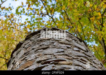 Low angle view of stone tower surrounded by autumn foliage, Germany Stock Photo