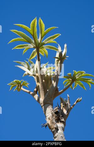 Tetrapanax papyrifer Rex, Chinese rice-paper plant Rex, Araliaceae ...