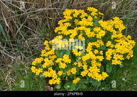Caltha palustris (marsh-marigold or kingcup), buttercup family (Ranunculaceae), a perennial herbaceous plant, grows in marshes and fens Stock Photo