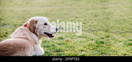 Closeup portrait of golden retriever lying in the grass from behind. Happy pet background banner design. Dog playing in the park lawn. Stock Photo