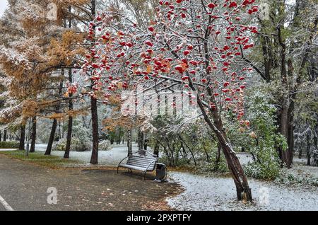 First snowfall in city park - late autumn or early winter landscape. Golden fluffy needles of larch, rowan tree with red foliage and berries, bushes a Stock Photo