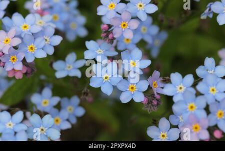 Forget-me-not flowers in Spring Stock Photo