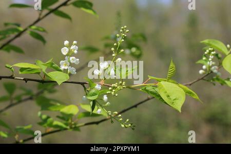 Prunus Padus, Bird Cherry Tree in flower Stock Photo