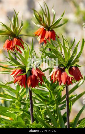 Fritillaria imperialis, the crown imperial, imperial fritillary or Kaiser's crown, is a species of flowering plant in the lily family Liliaceae Stock Photo