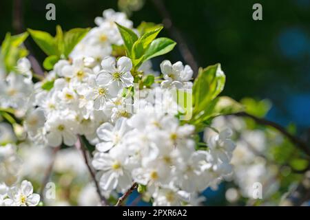 Flowering sour cherry, Prunus cerasus, in spring Stock Photo