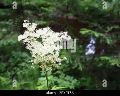 Filipendula vulgaris, commonly known as dropwort or fern-leaf dropwort, is a perennial herbaceous plant in the family Rosaceae, closely related to mea Stock Photo