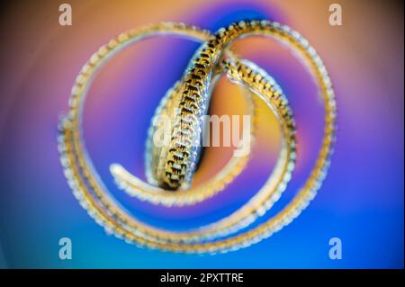 Common limpet (Patella vulgata) radula photographed in cross-polarised light Stock Photo