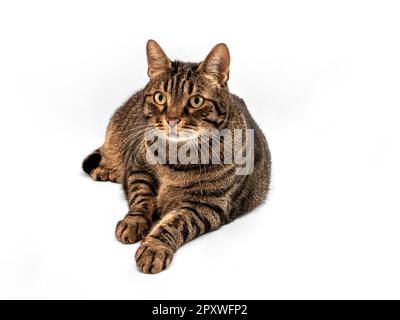 tabby-european-cat-with-orange
