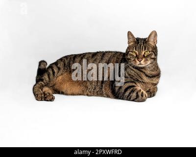 Gorgeous tabby European cat with a beautiful fur with orange accent. Intense yellow-green eyes stare straight ahead. Forelegs folded under the body Stock Photo