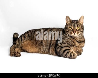 Beautiful gray and brown tabby cat with mesmerizing yellow-green eyes stares directly into the camera. Relaxed pose with forelegs folded Stock Photo