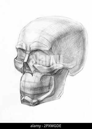 academic drawing - shape of human skull hand drawn by regular pencil on white pape Stock Photo