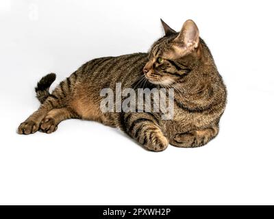 Charming gray and brown tabby cat with captivating yellow-green eyes looks to the side. She poses relaxed with her forelegs elegantly tucked under her Stock Photo