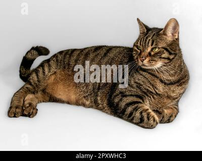 Handsome gray and brown European tabby cat with orange accents reclines in relaxed pose, front paws gracefully tucked under. Intense yellow-green eyes Stock Photo