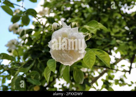 White garden rose bloom on leafy branch Stock Photo