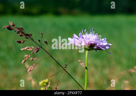 Close-Up of Purple Field Scabious (Knautia arvensis) and Wild Grasses in a Green Meadow Stock Photo