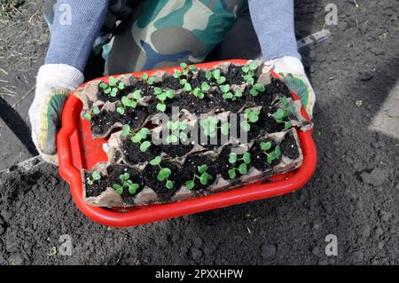 A woman holds radish seedlings in trays on a tray in her hands. Stock Photo