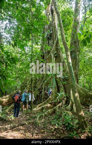 Muelle San Carlos, Costa Rica - Tourists walk through a ficus tree in the Costa Rican rain forest. Stock Photo